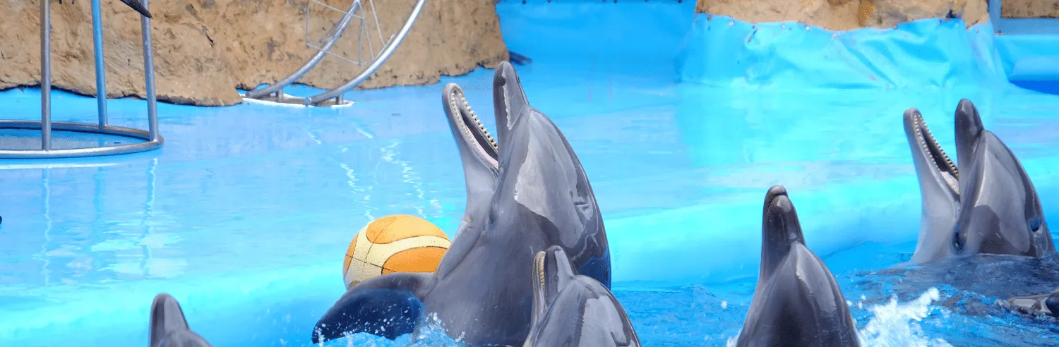 Dolphinarium ticket price