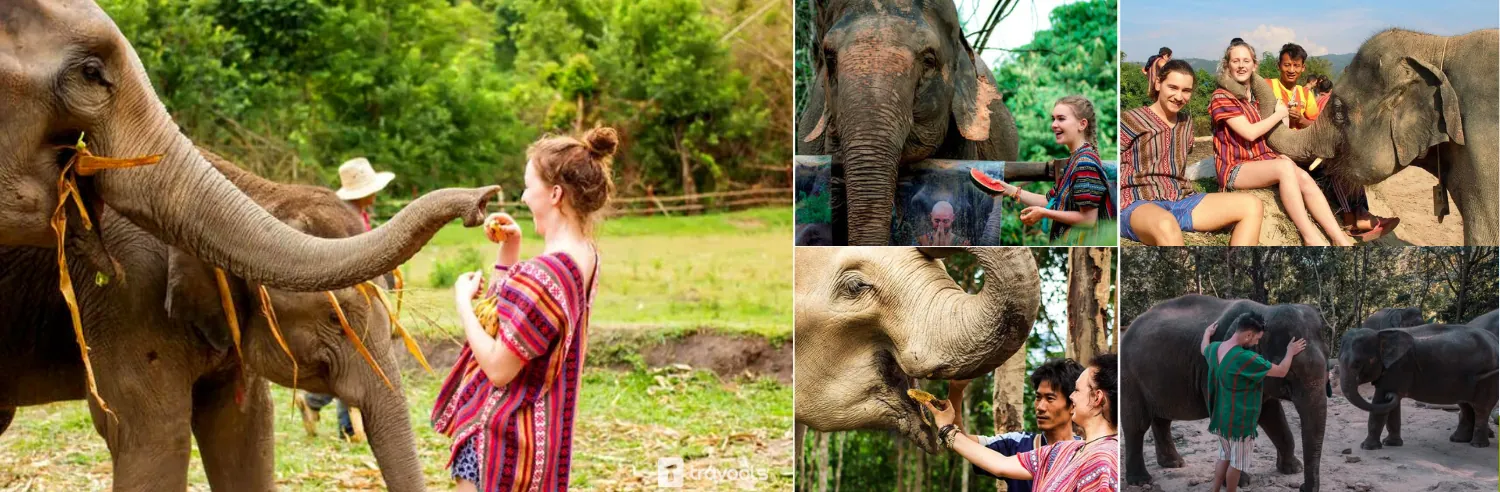 elephant wildlife sanctuary phuket