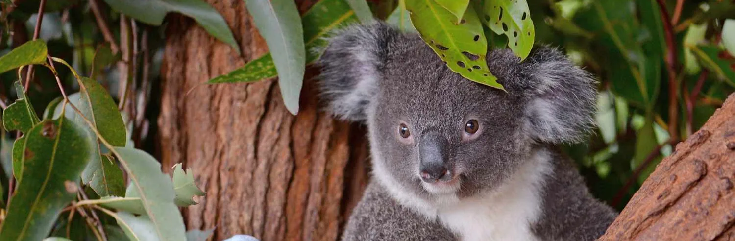 chiang mai zoo aquarium admission